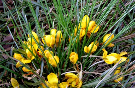 Blå bägarkrokus 'Dorothy'